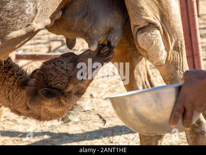 Baby cammello lattante latte, Najran provincia Najran, Arabia Saudita Foto Stock