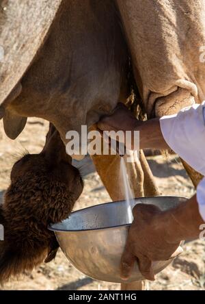 Arabia uomo miking un cammello, Najran provincia Najran, Arabia Saudita Foto Stock