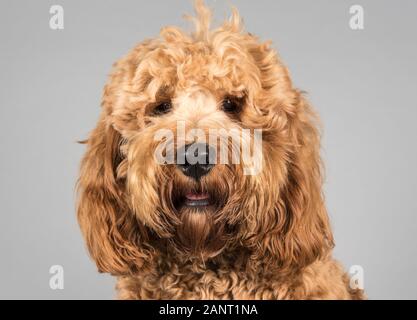 Gallo rosso, 1 anno, Regno Unito. Foto Stock