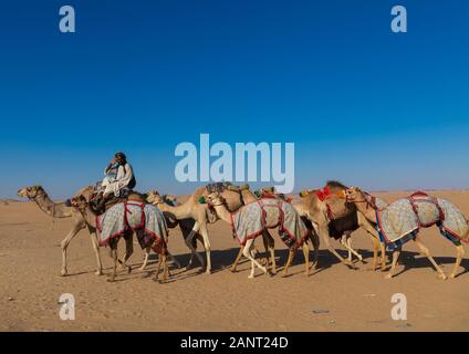 Formazione per corse di cammelli del Rub' al Khali empty quarter desert, provincia di Najran, Hubuna, Arabia Saudita Foto Stock