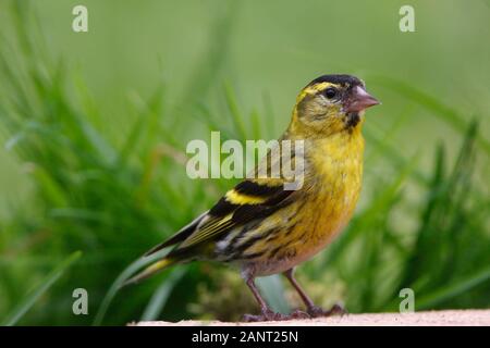 Siskin (Carduelis spinus) arroccato su un pezzo di log tagliato in un giardino rurale, Scozia, Regno Unito. Foto Stock