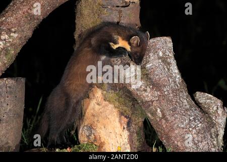 Martora, Scotland, Regno Unito. Foto Stock