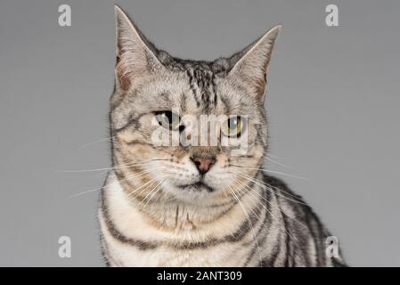 Cat bengala crossbreed (femmina, 10 anni), Regno Unito. Foto Stock