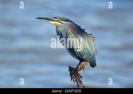 Verde-backed heron (Butorides striatus) appollaiato su un ramo, il Parco Nazionale Kruger, Sud Africa Foto Stock