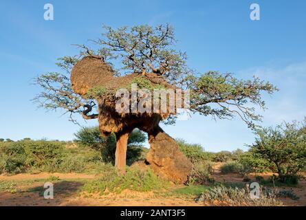 Massiccio nido comunale di socievole tessitori (Philetairus socius) in un thorn tree, Sud Africa Foto Stock