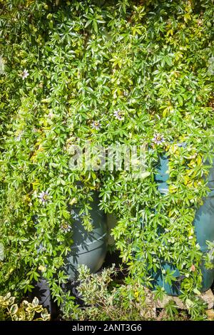 La passione di arrampicata fiori forniscono un schermo ornamentali per nascondere utilitaristica mozziconi di acqua in un piccolo giardino con patio nel Regno Unito Foto Stock