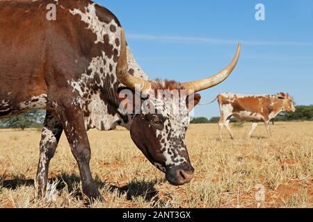 Ritratto di una mucca Nguni - bovini indigeni la razza del Sud Africa Foto Stock