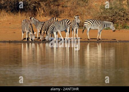 Mandria di pianura zebre (Equus burchelli) acqua potabile, Kruger National Park, Sud Africa Foto Stock