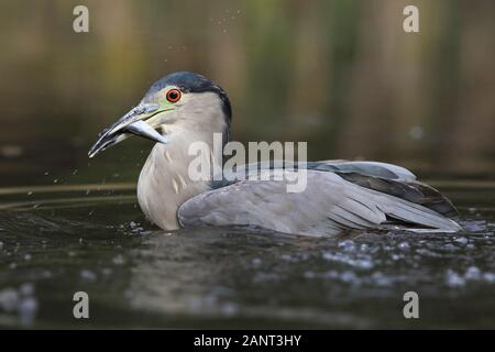 Un nero coronato nitticora pescare un pesce ho Foto Stock