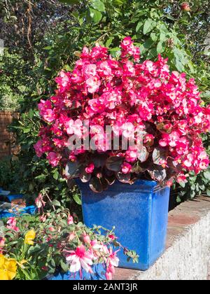 Rosa luminoso begonie in grande ceramica blu di piantatrici forniscono un schermo ideale per la zona di utilità di una piccola città giardino nel Wiltshire, Inghilterra REGNO UNITO Foto Stock