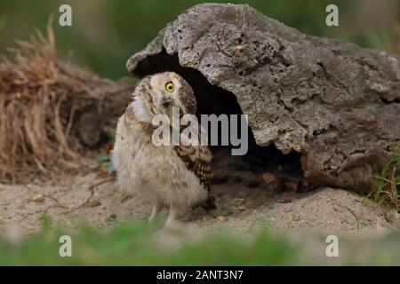 Scavando Il Gufo inclinando la testa nella parte anteriore del Burrow ho Foto Stock