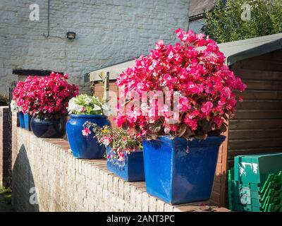 Rosa luminoso begonie in grande ceramica blu di piantatrici forniscono un schermo ideale per la zona di utilità di una piccola città giardino nel Wiltshire, Inghilterra REGNO UNITO Foto Stock