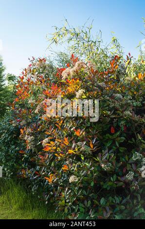 Photinia x fraseri Red Robin che mostra colore rosso brillante nuove foglie e grappoli di minuscoli bianco crema fiori in mattina presto la luce nella tarda primavera NEL REGNO UNITO Foto Stock