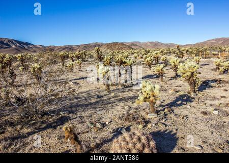 Campo Di Cholla Jumping Cactus Nel Deserto Alto In Mattina Presto Foto Stock