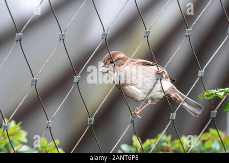 Città curiosa parrow recinto wite metallo acciaio mangiare becco Foto Stock