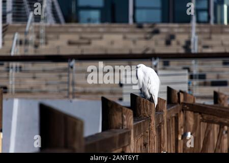 White Garzetta seduto su una staccionata di legno su uno sfondo sfocato Foto Stock