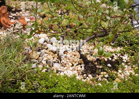 Primo piano di un albero in miniatura deciduo Bonsai in un letto di pietre in piantatrice di cemento in giardino cortile in estate Foto Stock