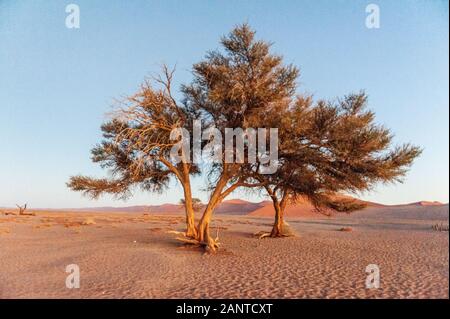 Alberi nella luce del mattino, appena prima del sorgere del sole, vicino a Dune 45, Namibia. Foto Stock