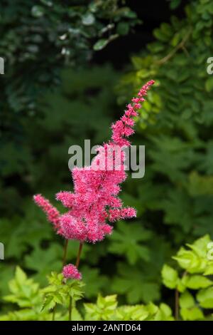 Primo piano di Astilbe 'Visions in Red' fiore in giardino cortile in estate Foto Stock