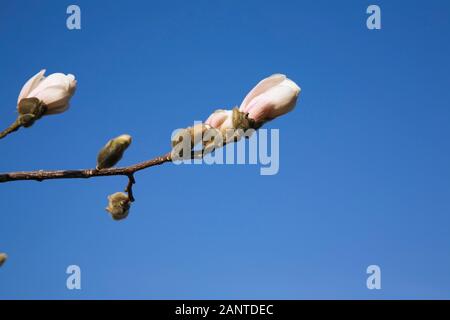 Primo piano di un fiore di un albero di Loebner Magnolia in primavera Foto Stock