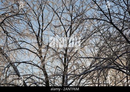 In inverno, dopo una tempesta di ghiaccio, il ghiaccio ha coperto rami di alberi decidui Foto Stock