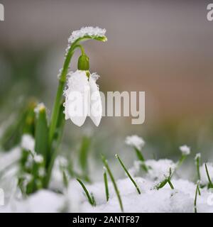 Snowdrops. Primo piccolo e bellissimo bianco fiori di primavera nel periodo invernale. Colorate sullo sfondo della natura al tramonto. (Galanthus). Foto Stock