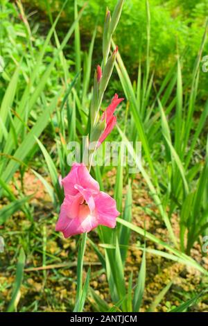 singolo gladiolo rosa fiore fioritura nel campo dei fiori Foto Stock