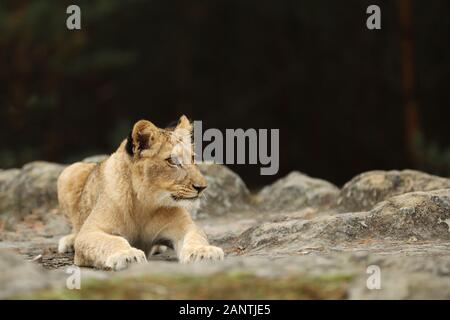 Giovani cubo leonessa sdraiata . Panthera leo. Cucciolo di leone in appoggio Foto Stock