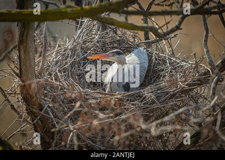 Wild airone cenerino con forte becco arancione e giallo occhio seduta sul nido fatto di ramoscelli su una soleggiata giornata invernale. Foto Stock