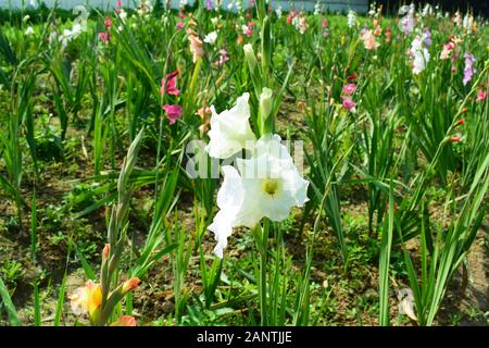 un bel fiore bianco gladiolo di fronte a vari colori della stessa specie Foto Stock