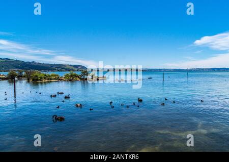 Il lago di Rotorua, Rotorua, Isola del nord, Nuova Zelanda Foto Stock