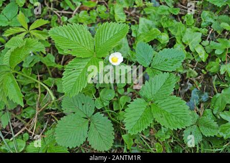 Boccola di fragola con foglie verdi e un fiore con petali di colore bianco e giallo nel centro di Prato Foto Stock
