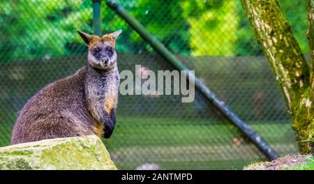 Closeup ritratto di una palude wallaby, tropicali marsupiale specie provenienti da Australia Foto Stock