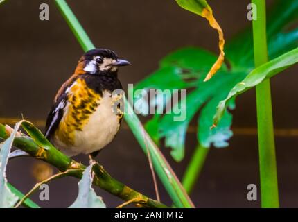 Bella vista dettagliata di un castagno sostenuto i tordi e tropicale di specie di uccelli da Indonesia, vicino minacciate specie animale Foto Stock