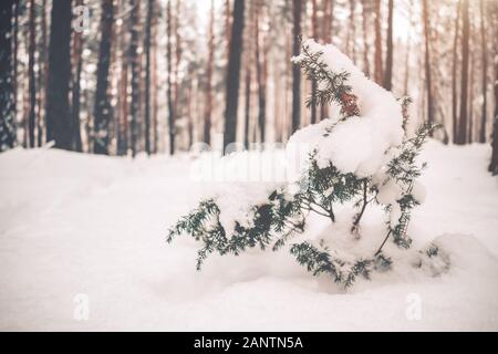 Primo piano di un piccolo arbusto juniper coperto di neve bianca in una foresta di inverno Foto Stock