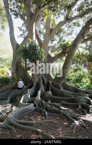 Una donna seduta su una radice di un gigante di ficus albero a Giardini Botanici Marie Selby di Sarasota in Florida, Stati Uniti d'America. Foto Stock