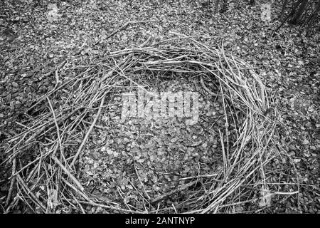 In una foresta si trova un misterioso cerchio di rami che assomiglia a un sito di culto Foto Stock