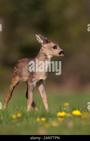 Il Capriolo Capreolus capreolus, Foan con fiori, Normandia Foto Stock