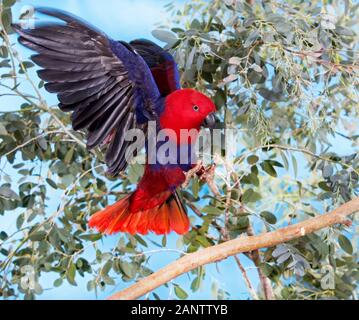 ECLECTUS PARROT ECLECTUS RORATUS, FEMELLE IN VOLO, ATTERRAGGIO SUL RAMO Foto Stock