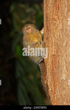 Pigmeo MARMOSET callithrix pygmaea, adulto appeso dal ramo Foto Stock