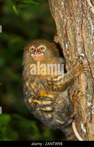 Pigmeo MARMOSET callithrix pygmaea, adulto appeso dal ramo Foto Stock