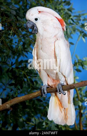 Salmone-CRESTED COCKATOO O CACATUA DELLE MOLUCCHE cacatua moluccensis Foto Stock