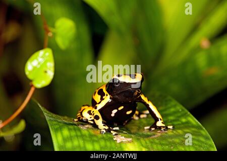 Giallo-nastrati rana di Poisson dendrobates leucomelas, adulti Foto Stock