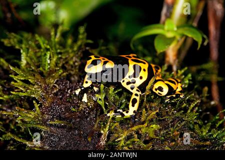 Giallo-nastrati rana di Poisson dendrobates leucomelas, adulti Foto Stock