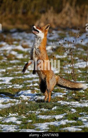 La volpe rossa vulpes vulpes, femmina cercando di catturare una preda, NORMANDIA IN FRANCIA Foto Stock