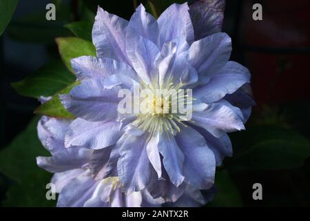 Due belle lilla double clematis fiori close-up. Fiore Clematis varietà sfera Azure Foto Stock