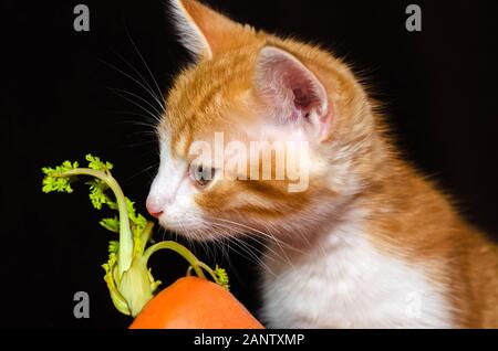 Piccolo rosso striato odori gattino arancione brillante carota con un top verde Foto Stock