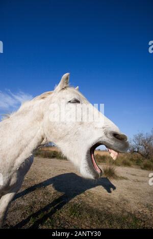 Cavalli Camargue, ritratto di adulto sbadigli, SAINTES MARIE DE LA MER NEL SUD DELLA FRANCIA Foto Stock