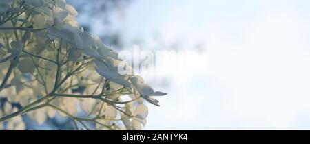 Splendida e romantica banner floreali, con bianchi fiori di ortensie contro un pastello soffice sfondo blu. Con copyspace. Foto Stock