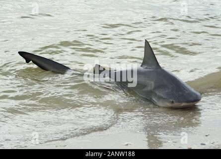 Uno squalo toro catturato sulla riva, e rilasciato di nuovo nella baia Foto Stock